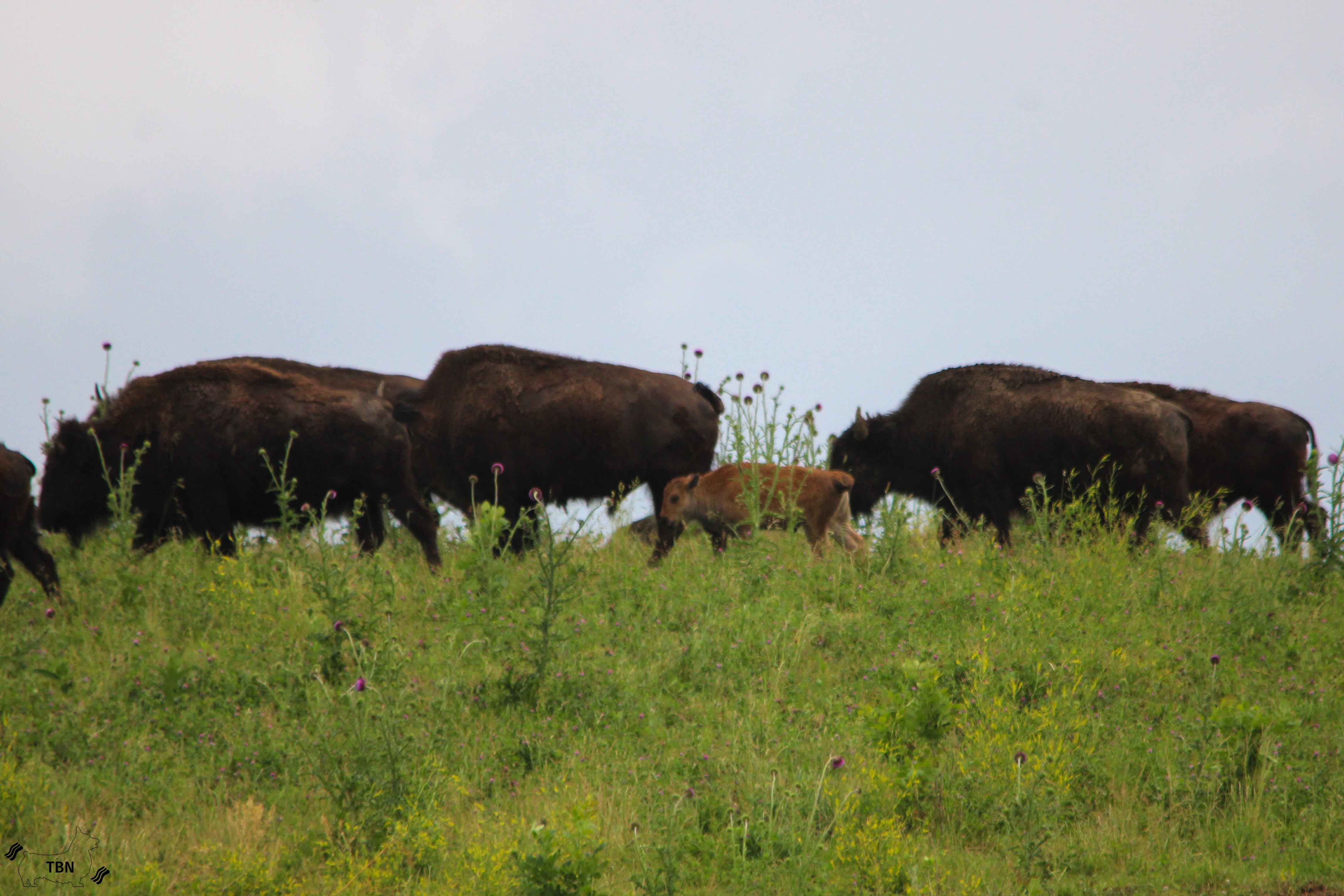 Bison Calf